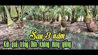 KẾT QUẢ TRỒNG DỪA KHÔNG ĐÚNG GIỐNG SAU 3 NĂM ĐỂ LẠI NỖI BUỒN TINH THẦN KINH TẾ THỜI GIAN CHO BÀ CON