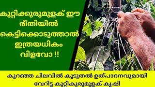 കുറ്റികുരുമുളക് കൃഷിയിൽ മികച്ച ഉത്പാദനം നേടാം Maximize Your BushPepper yield Tips and Tricks