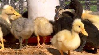 From Duckling to Duck  Farm Raised With P. Allen Smith