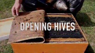 Opening Hives