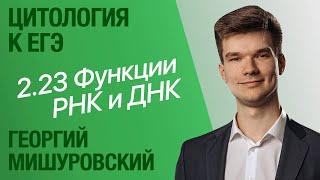 2.23. Виды РНК и функции нуклеиновых кислот  Цитология к ЕГЭ  Георгий Мишуровский