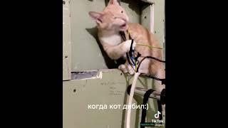 когда кот дебил #shorts