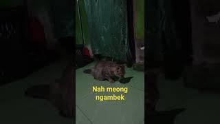 kucing lucu ngambek kesiangan sahur #kucing #meong #kucinglucu #shortsvideo