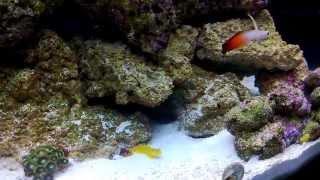 Yellow Watchman Goby Fire Fish and Pistol Shrimp at feeding time Marine Tank 1