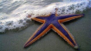Starfish for Kids with Pronunciation and with photos