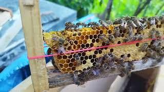 How to get Bees to work fast in Super Box#apisceranaindica #bekiping mandi Hp