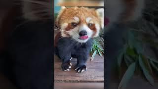 The Cutest Red Panda Ever ️ #cute #cuteanimals #redpanda