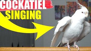 COCKATIEL SINGING-Cockatiel Sound