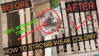 How to strong weak bee colony 100% working trick ️ Beekeping tricks #highlight #career #viral