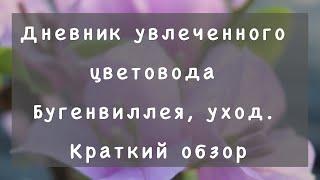 Бугенвиллея. Уход за бугенвиллией полив подкормка обрезка.