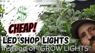 Cheap Grow Lights LED Shop Light RESULTS