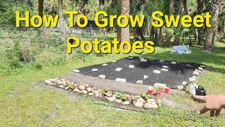 How To Grow Sweet Potatoes And Slips