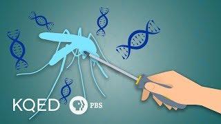 Can Genetically Engineered Mosquitoes Help Fight Disease?