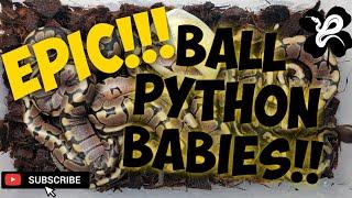 EPIC BABIES LACE BABIES?? BALL PYTHON BABIES