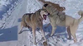 Top 10 Moments Kangals Attack Most Dangerous Wild Animals  Kangal Real Fights - Tough Creatures