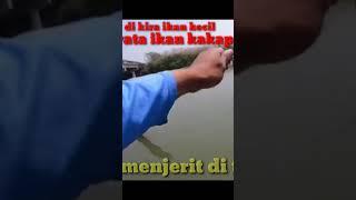 di kira ikan kecil ternyata babon kakap putih #mancingikan #arisfishing