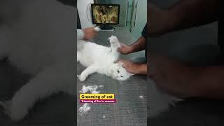 Grooming of Persian cat #cat #catgrooming #catvet