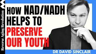 DAVID SINCLAIR How NADNADH Helps To Preserve Our YOUTH  Dr David Sinclair Interview Clips