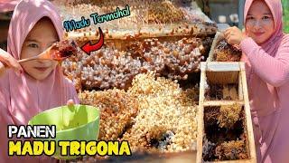 Panen madu trigona  Membuat singkong keju madu