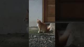 Diluar Nalar seekor kucing membangunkan Saur Untuk Tuannya...