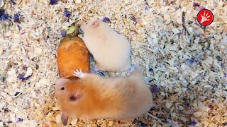  Day 20  Syrian Hamster Babies Growing Up   Hamster Survival 29