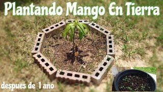 Plantando Mango En Tierra 