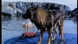 Human Animals 1983 K Tel Home Video Australia Trailer