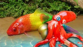 Rainbow Formation Fish  Stop Motion ASMR Experiment  Colorful Koi Fish Carp Underground Cooking