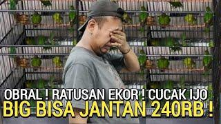 GAWAT  HARGA CUCAK IJO SEMAKIN MENJERIT SEHAT BISA JANTAN 240RB AN DI PASAR BURUNG PRAMUKA