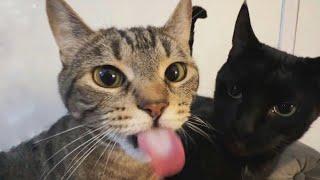 KUCING BAR BAR KUCING LUCU KUCING KOCAK SEMUA NGUMPUL  FUNNY CATS VIDEOS #funny #kucinglucu #cat