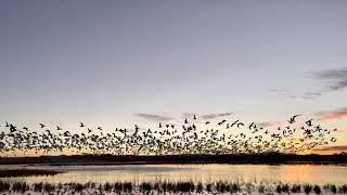 Geese taking flight prior to sunrise Bosque del Apache National Wildlife Refuge
