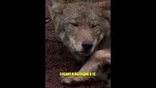Охотник случайно приютил волчицу под видом собаки