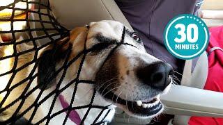 Try Not to Laugh CHALLENGE  30 Minutes of Funny Dogs