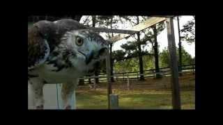 From trap to hunt. Training a Red Tail Hawk for Falconry.