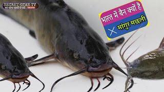 मांगुर मछली क्यों नहीं खाना चाहिए  मांगुर मछली  पालन पर भारत में प्रतिबंध  Catfish Banned in India