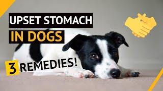 3 REMEDIES For Upset Stomach In Dogs