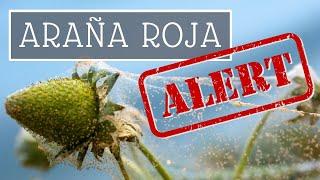 Cómo combatir la PLAGA de ARAÑA ROJA ️‼️