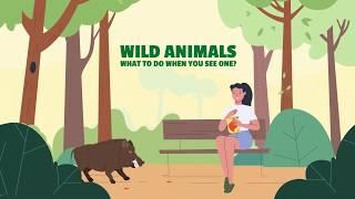 What to do when you see Wild Animals in Singapore - 2D Explainer