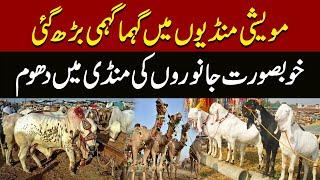 Cattle Market Update  Eid Ul Adha 2024  Bakra Mandi  Latest News Pakistan News