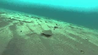 Common Sole  at Daskaleio Beach