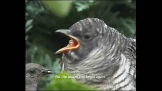 Nature Video The Cuckoo Chick Kills All Other Chicks & Grows Bigger Than Parents