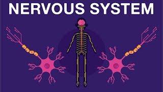 Nervous System - Get to know our nervous system a bit closer how does it works?  Neurology