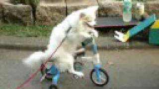 Dog riding Bicycle...