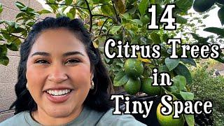 Gardening for Small Spaces How to Plant Citrus in Pots + Explore My 14 Thriving Citrus Trees