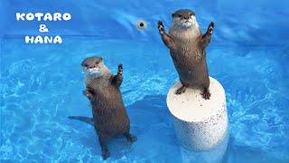 Otters First Splash in Their Brand New Pool