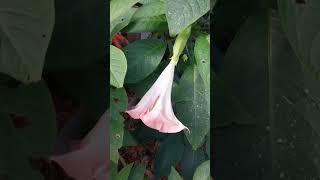 Angels Tears growing in part shade in Central Florida. #gardening #growsomething