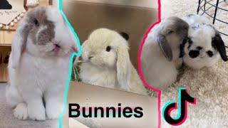 Bunny TikTok Compilation  + Bunny care