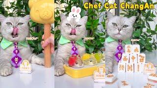 Chef Cats Best Food Collection To Relax You All Day  Cat Cooking Food  Cute And Funny Cat