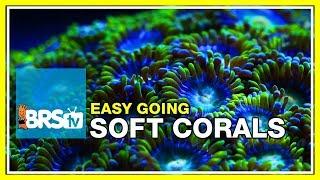 Week 35 SOFT CORALS Selection care and placement  52 Weeks of Reefing