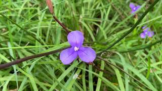 Native Iris Patersonia occidentalis. Purple Flag. Beautiful small plant with purple flowers.